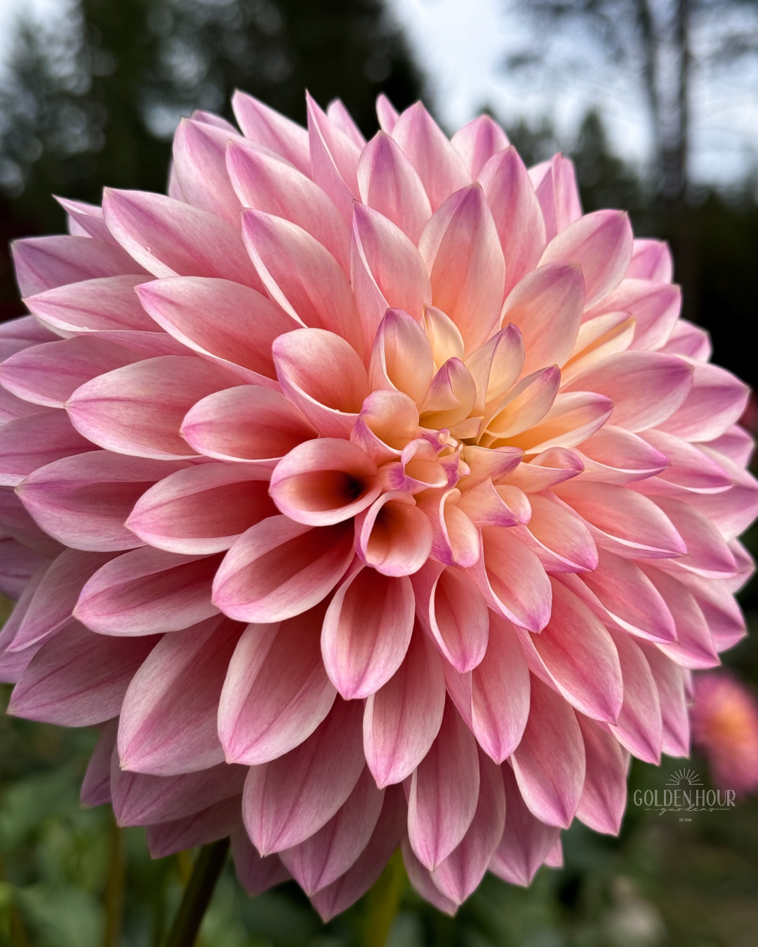 Coralie Dahlia Tuber, Coralie Dahlia Bulb, Coralie Dahlia Flower, Coralie Dahlia for Sale, Coralie Dahlia