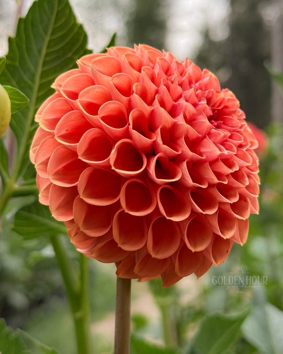 Cornel Bronze Dahlia Tuber, Cornel Bronze Dahlia Bloom, Cornel Bronze Dahlia Bulb, Cornel Bronze Dahlia Flower