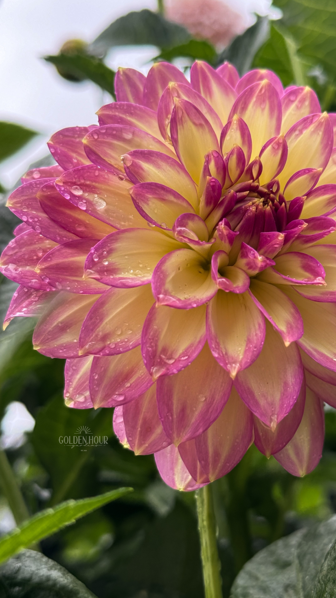 Crazy 4 Teedy Dahlia Bulb, Crazy 4 Teedy Dahlia Tuber, Crazy 4 Teedy Dahlia Flower, Crazy 4 Teedy Dahlia Sale, Crazy 4 Teedy Dahlia