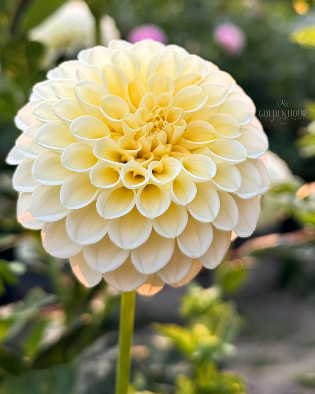 Creamy Dahlia Tuber, Creamy Dahlia Bulb, Creamy Dahlia Flower, Creamy Dahlia Bloom, Creamy Dahlia for Sale