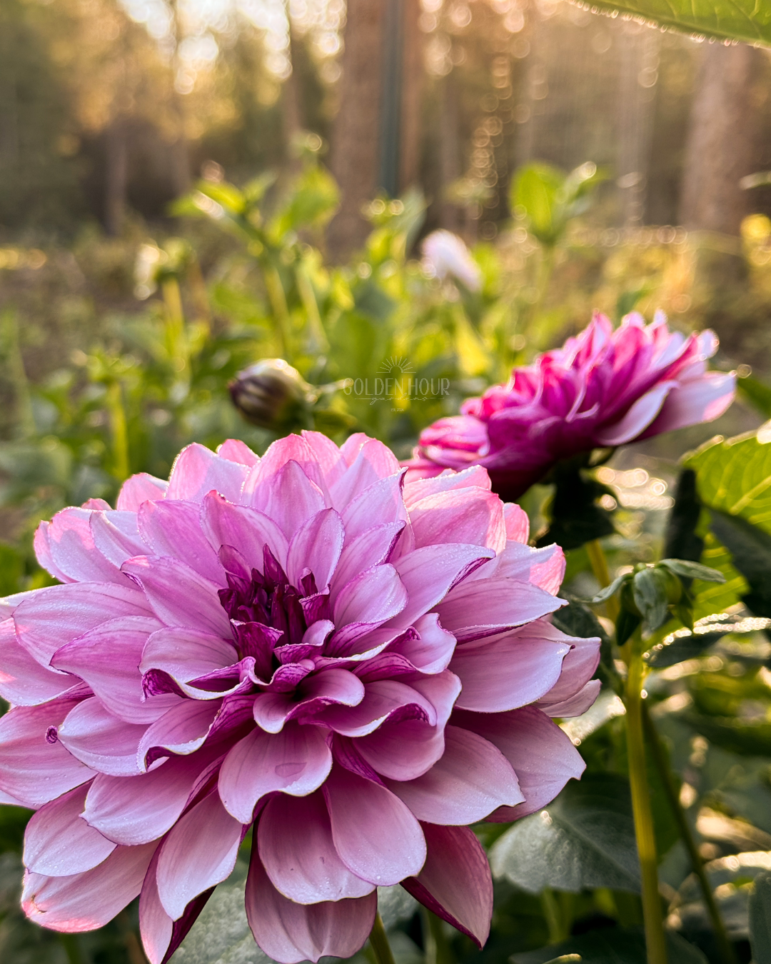 Creme de Cassis Dahlia Tuber, Creme de Cassis Dahlia Bulb, Creme de Cassis Dahlia Flower, Creme de Cassis Dahlia for Sale