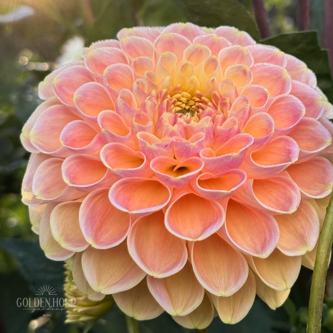 Crichton Honey Dahlia Tuber, Crichton Honey Dahlia Bulb, Crichton Honey Dahlia Flower, Crichton Honey Dahlia Sale, Crichton Honey Dahlia