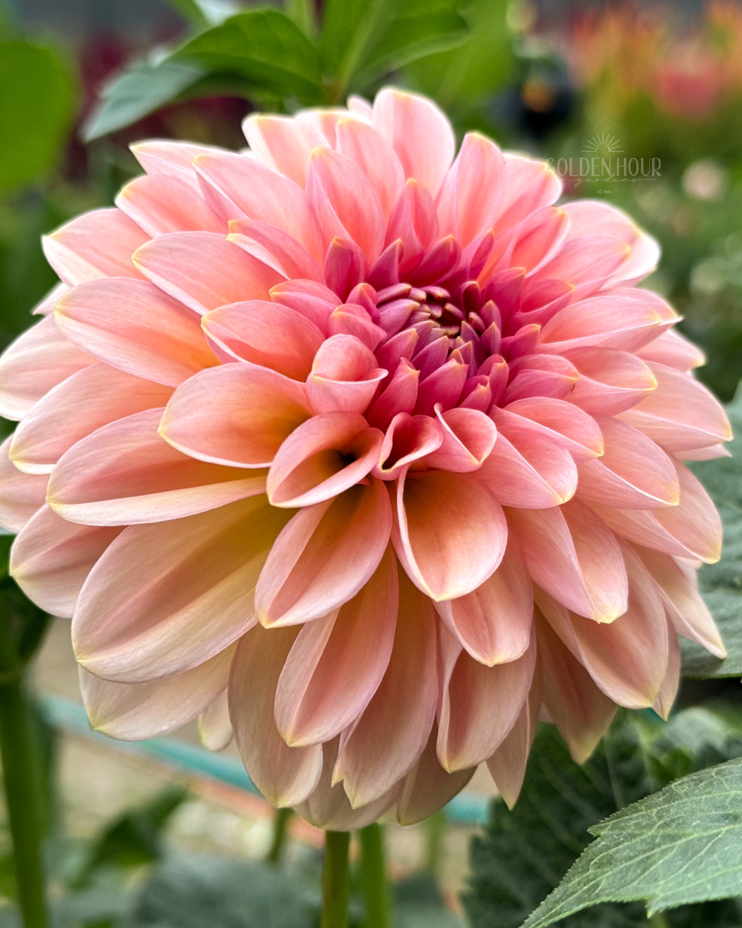 Cupcake Dahlia Tuber, Cupcake Dahlia Bulb, Cupcake Dahlia Flower, Cupcake Dahlia