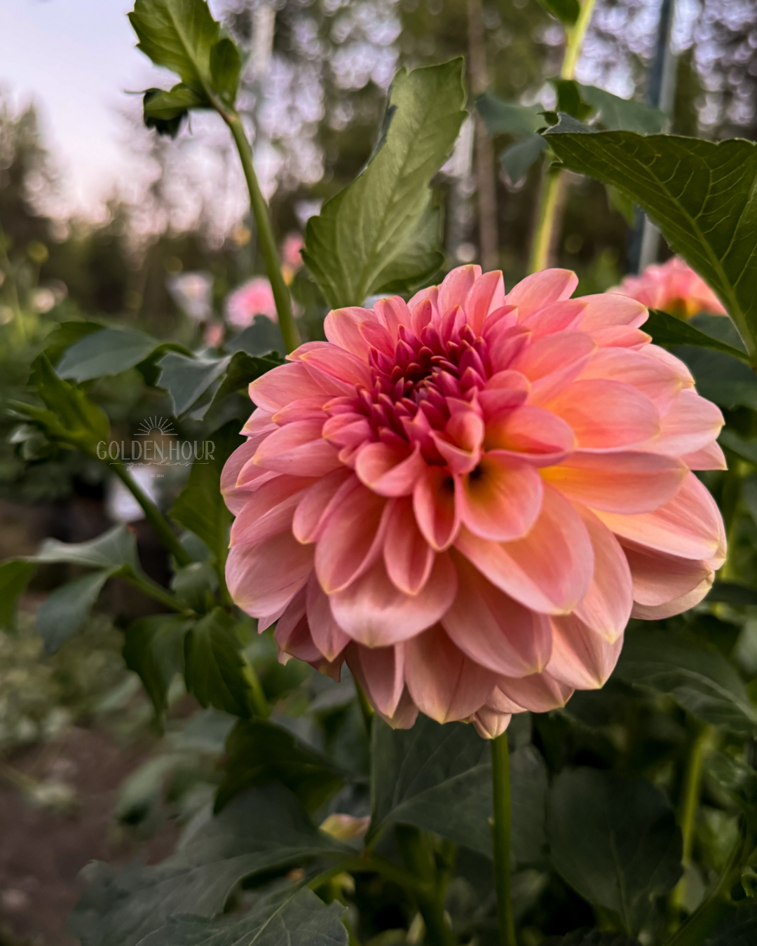 Cupcake Dahlia Tuber, Cupcake Dahlia Bulb, Cupcake Dahlia Flower, Cupcake Dahlia