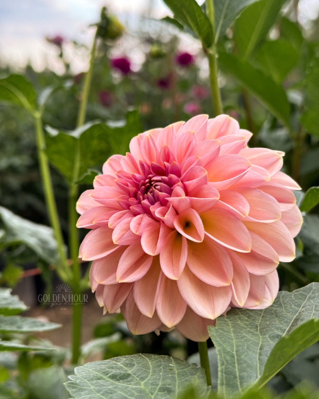 Cupcake Dahlia Tuber, Cupcake Dahlia Bulb, Cupcake Dahlia Flower, Cupcake Dahlia
