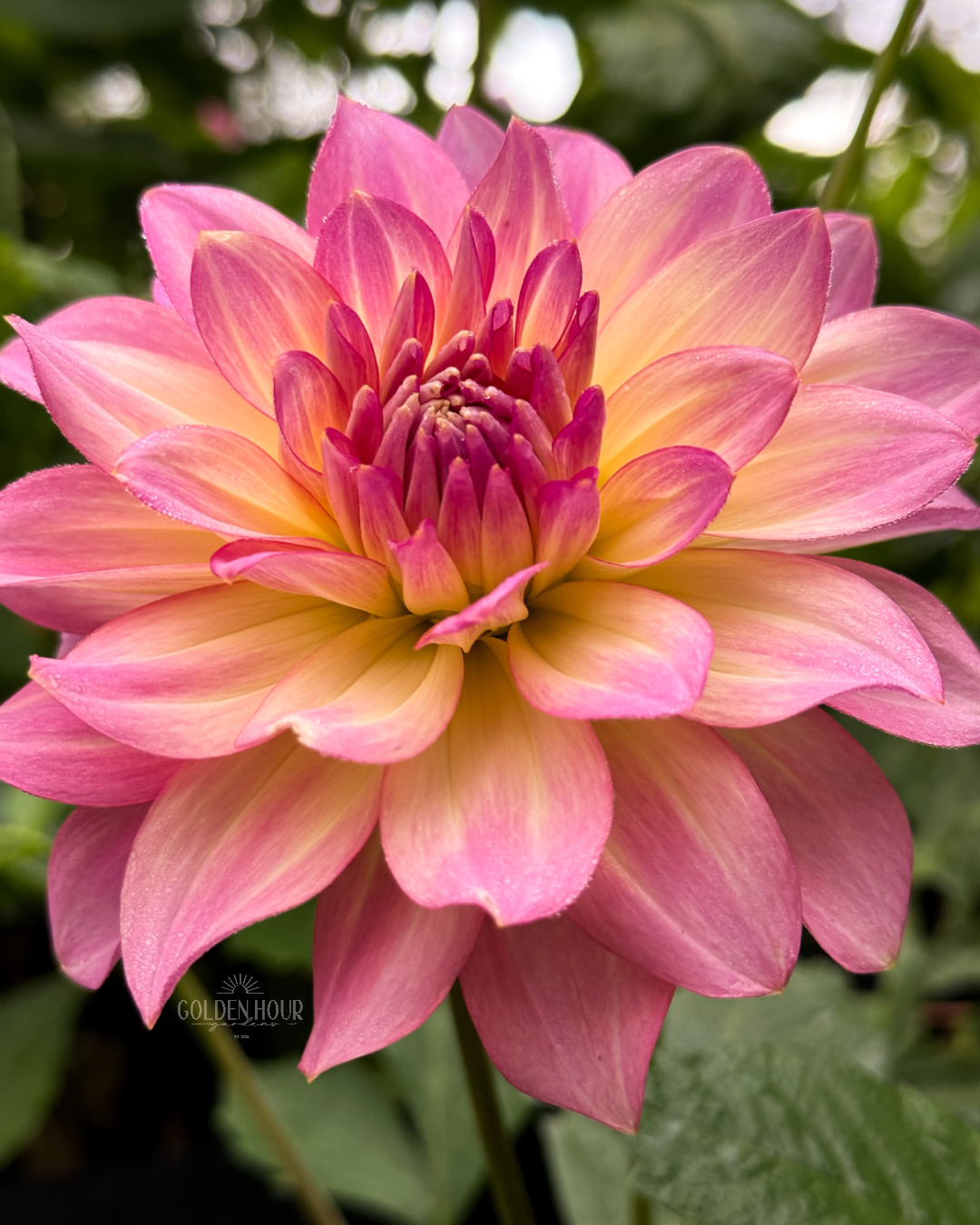 AC Twisp Dahlia Tuber, AC Twisp Dahlia Bulb, AC Twisp Dahlia Flower, AC Twisp Dahlia Sale, AC Twisp Dahlia