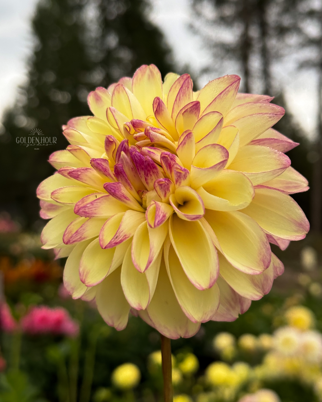 Alpen Sundown Dahlia Tuber, Alpen Sundown Dahlia Bulb, Alpen Sundown Dahlia Flower, Alpen Sundown Dahlia Sale, Alpen Sundown Dahlia