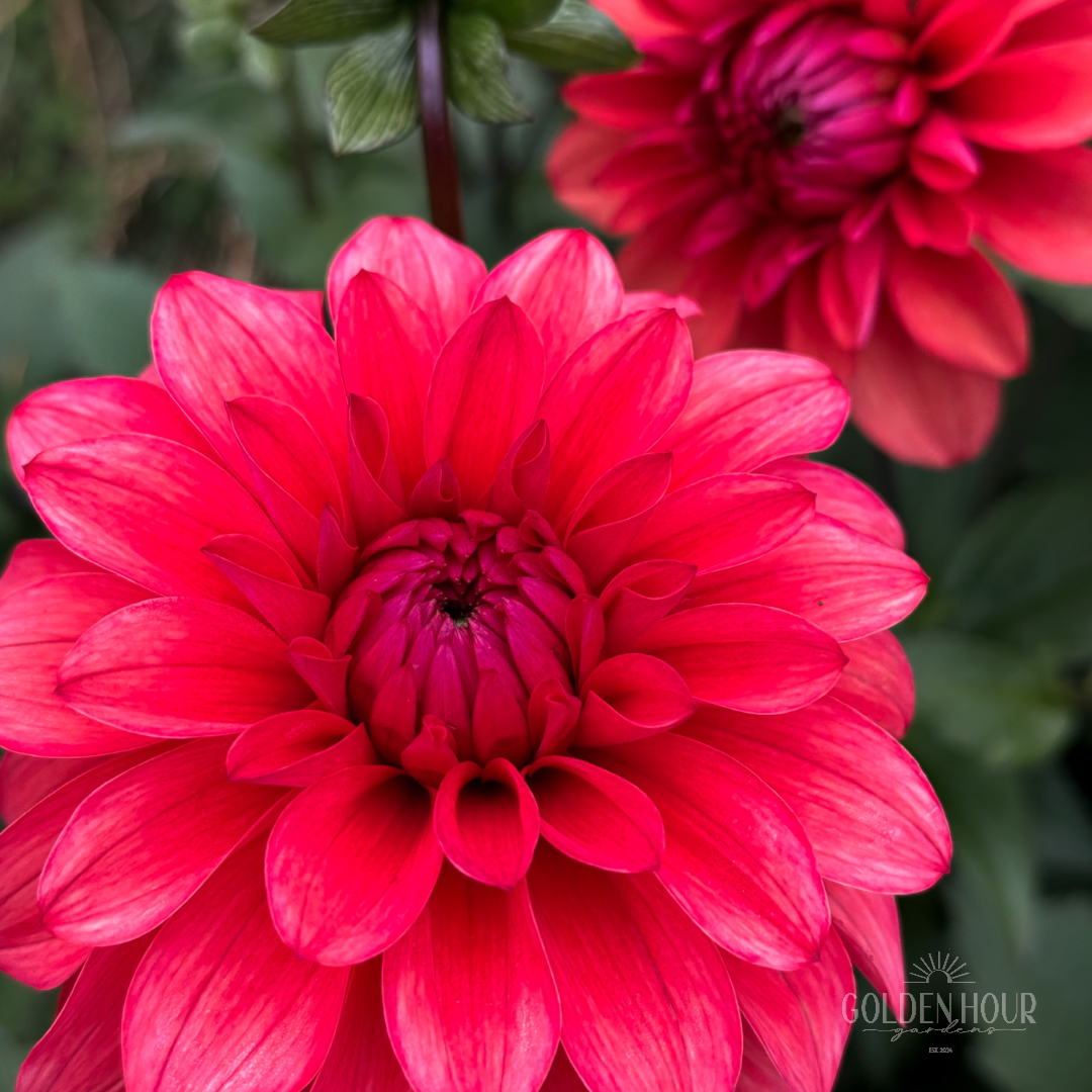 Bella Raimi Dahlia Tuber, Bella Raimi Dahlia Bulb, Bella Raimi Dahlia Flower, Bella Raimi Dahlia Sale, Bella Raimi Dahlia