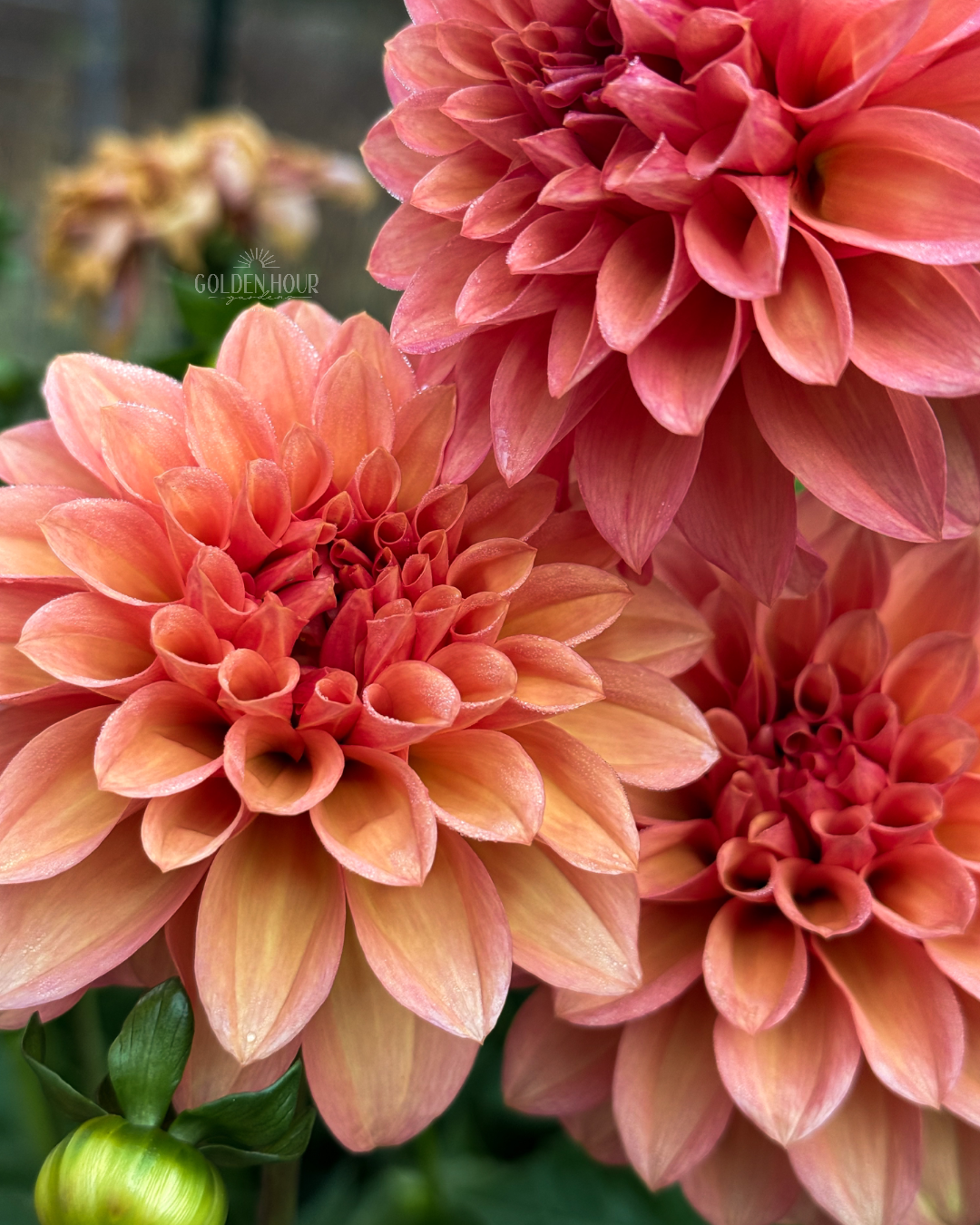 Bloomquist Philly Dahlia Tuber, Bloomquist Philly Dahlia Flower, Bloomquist Philly Dahlia Bulb, Bloomquist Philly Dahlia Sale, Bloomquist Philly Dahlia