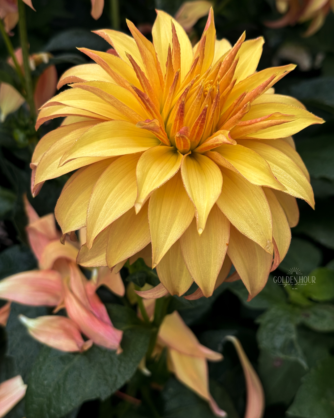 Bloomquist Pumpkin Dahlia Tuber, Bloomquist Pumpkin Dahlia Flower, Bloomquist Pumpkin Dahlia Bulb, Bloomquist Pumpkin Dahlia
