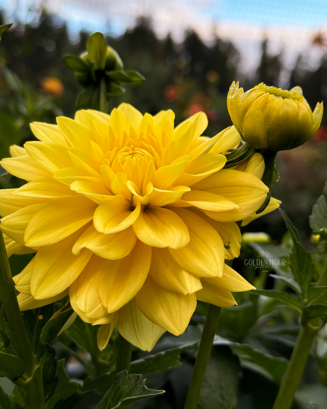 Bocherell Dahlia Tuber, Bocherell Dahlia Flower, Bocherell Dahlia Bulb, Bocherell Dahlia Sale, Bocherell Dahlia