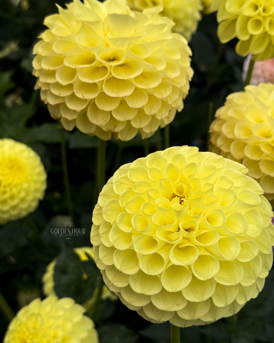 Clearview Daniel Dahlia Tuber, Clearview Daniel Dahlia Flower, Clearview Daniel Dahlia Bulb, Clearview Daniel Dahlia Sale, Clearview Daniel Dahlia