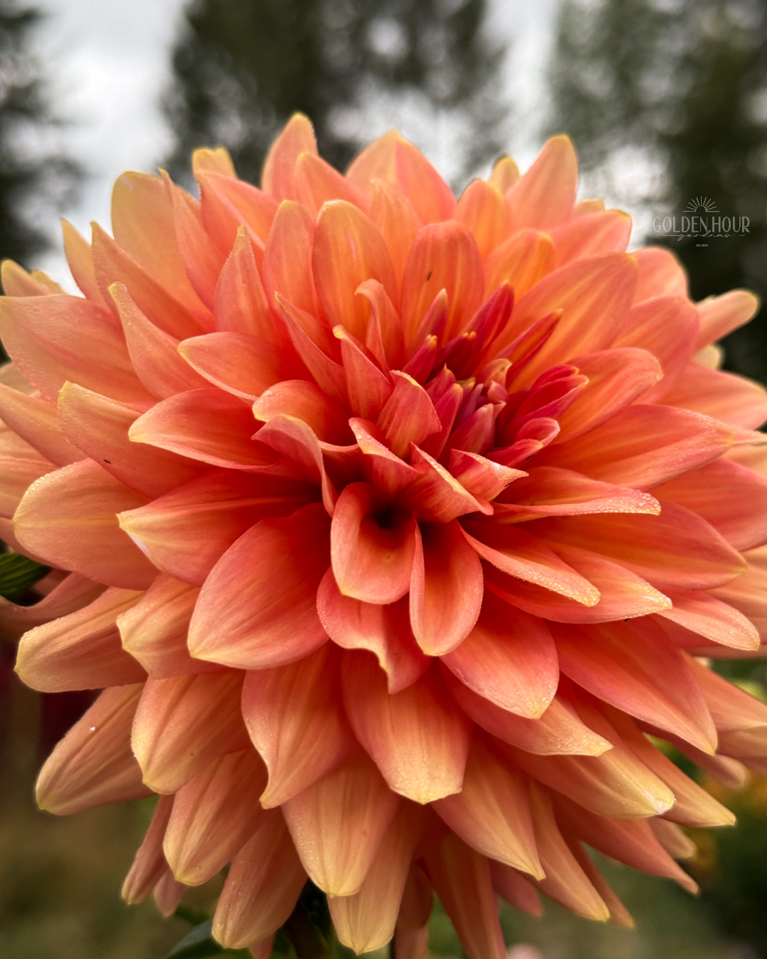 Connecticut Coral Dahlia Tuber, Connecticut Coral Dahlia Bulb, Connecticut Coral Dahlia Flower, Connecticut Coral Dahlia Sale, Connecticut Coral Dahlia