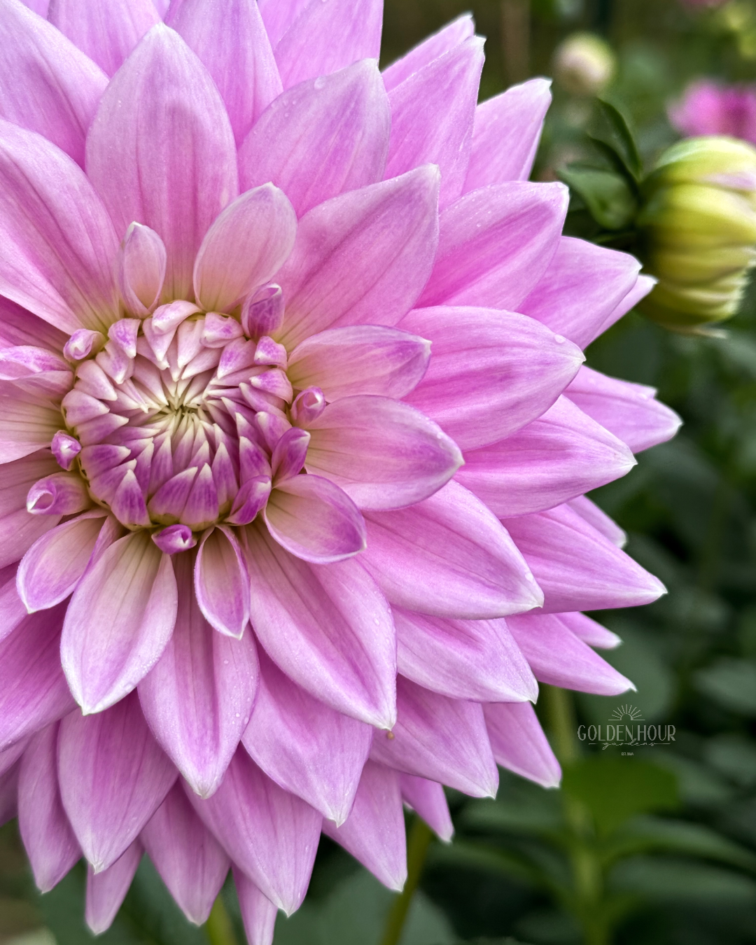 Ferncliff Inspiration Dahlia Tuber, Ferncliff Inspiration Dahlia Flower, Ferncliff Inspiration Dahlia Bulb, Ferncliff Inspiration Dahlia Sale, Ferncliff Inspiration Dahlia