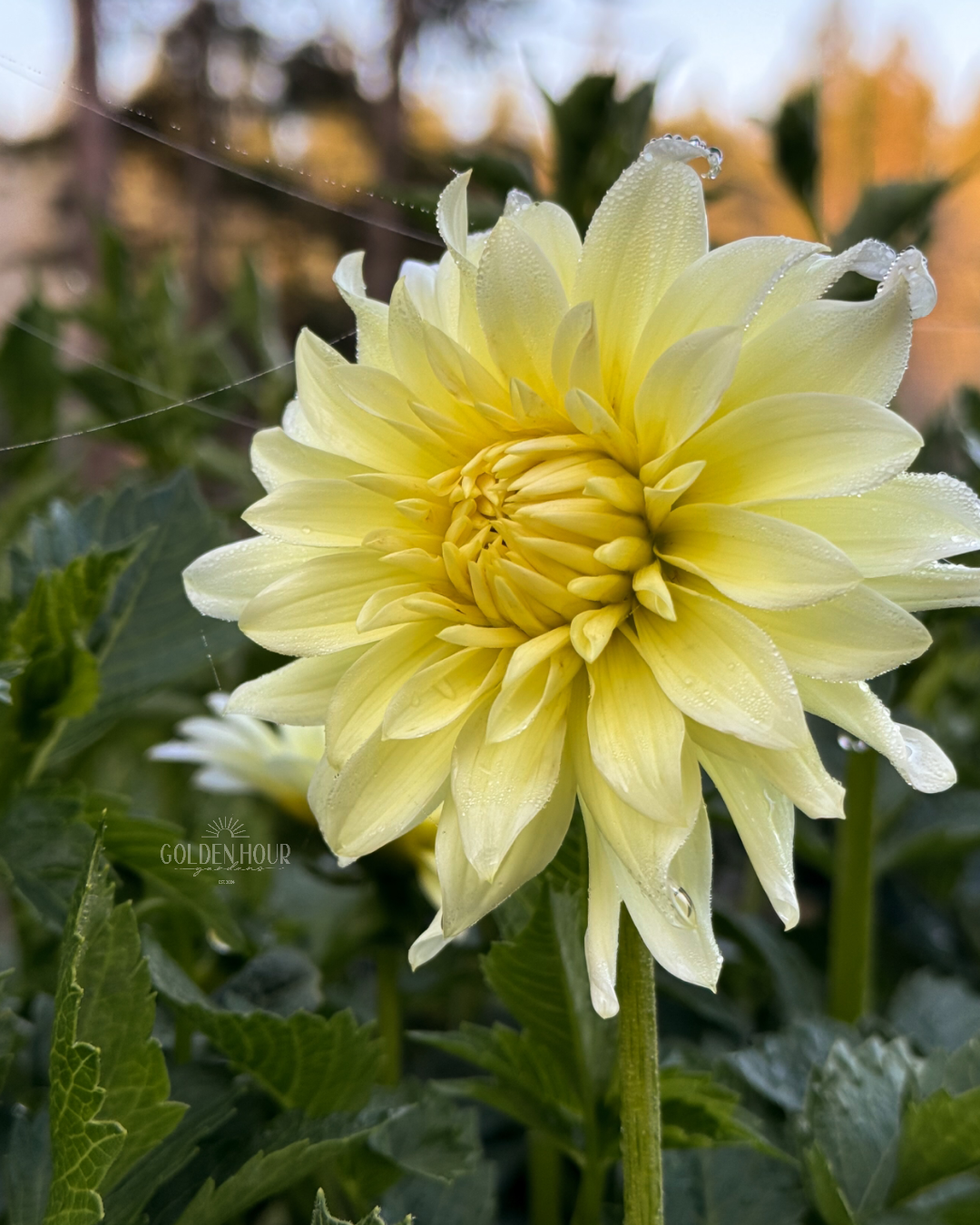Hollyhill Buttermilk Dahlia Tuber, Hollyhill Buttermilk Dahlia Bulb, Hollyhill Buttermilk Dahlia Flower, Hollyhill Buttermilk Dahlia Sale, Hollyhill Buttermilk Dahlia
