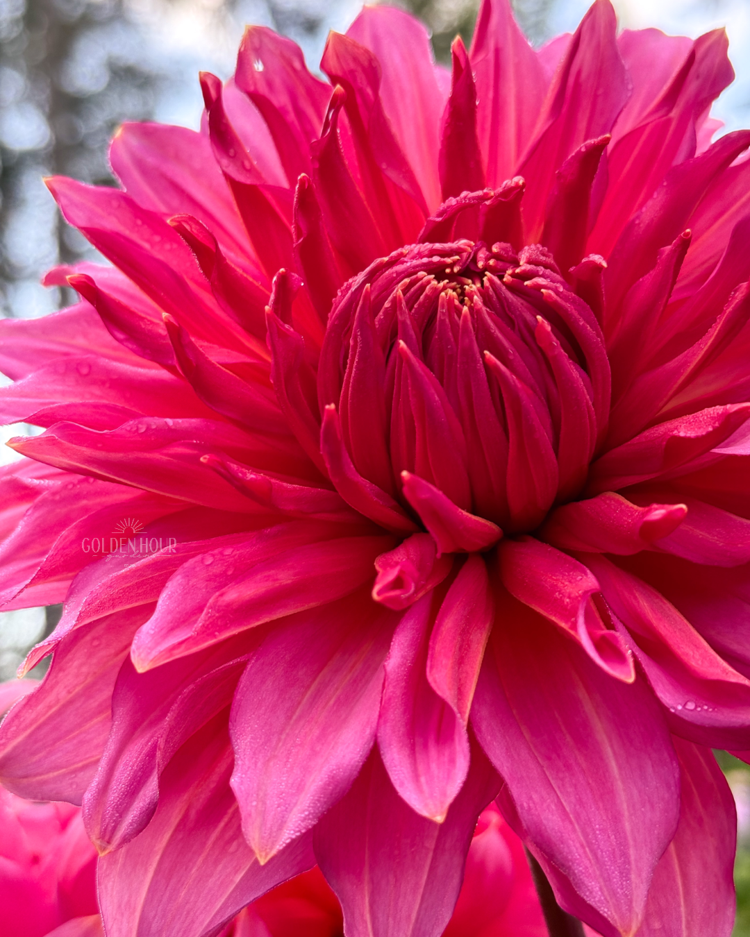Islander Dahlia Tuber, Islander Dahlia Bulb, Islander Dahlia Flower, Islander Dahlia Sale, Islander Dahlia
