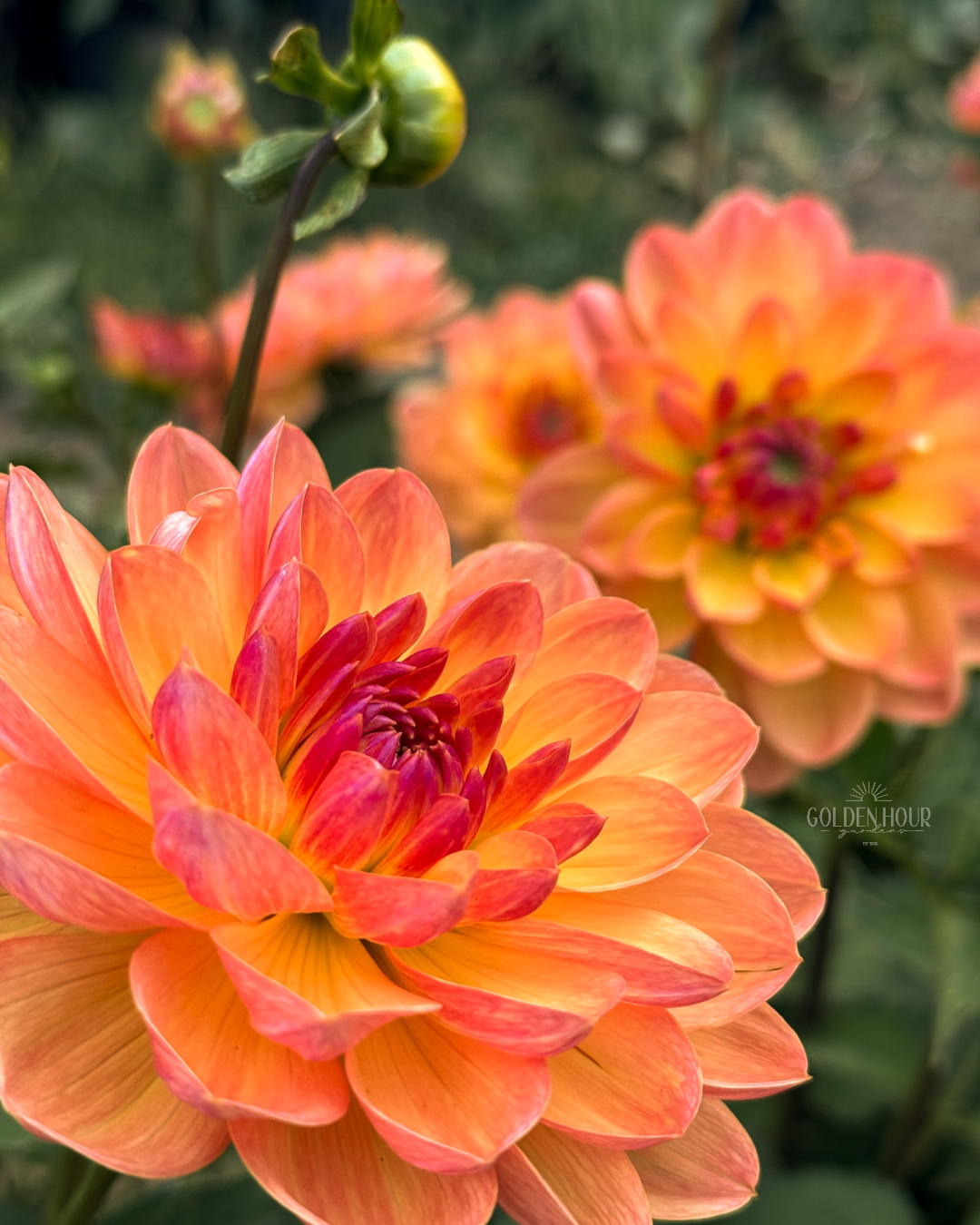 Pam Howden Dahlia Tuber, Pam Howden Dahlia Bulb, Pam Howden Dahlia Flower, Pam Howden Dahlia Sale