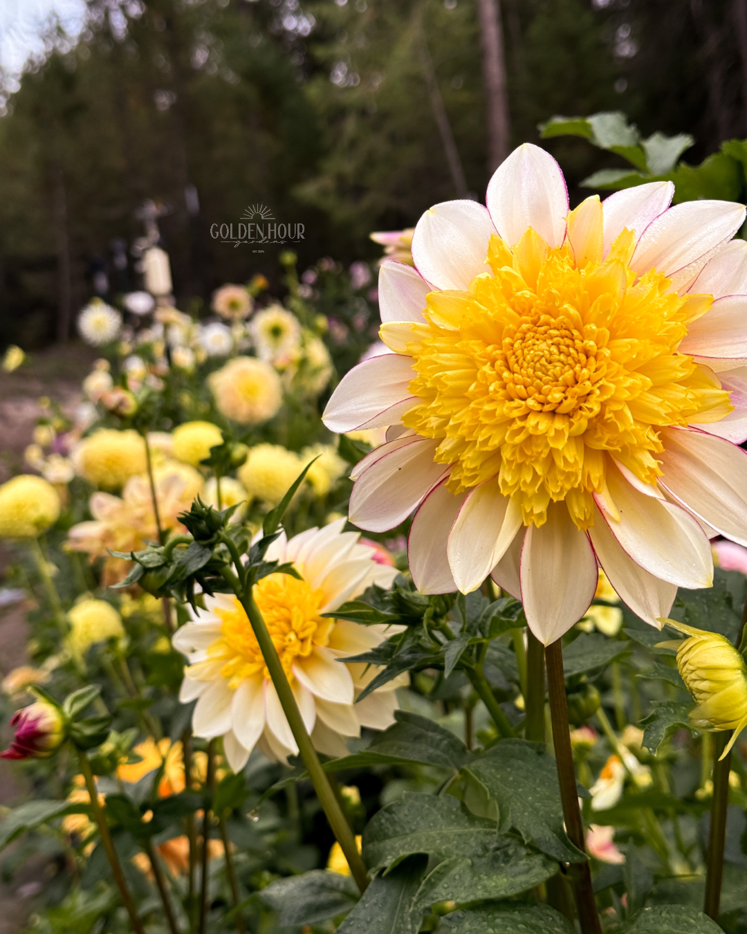 Polka Dahlia Tuber, Polka Dahlia Flower, Polka Dahlia Bulb, Polka Dahlia Sale, Polka Dahlia