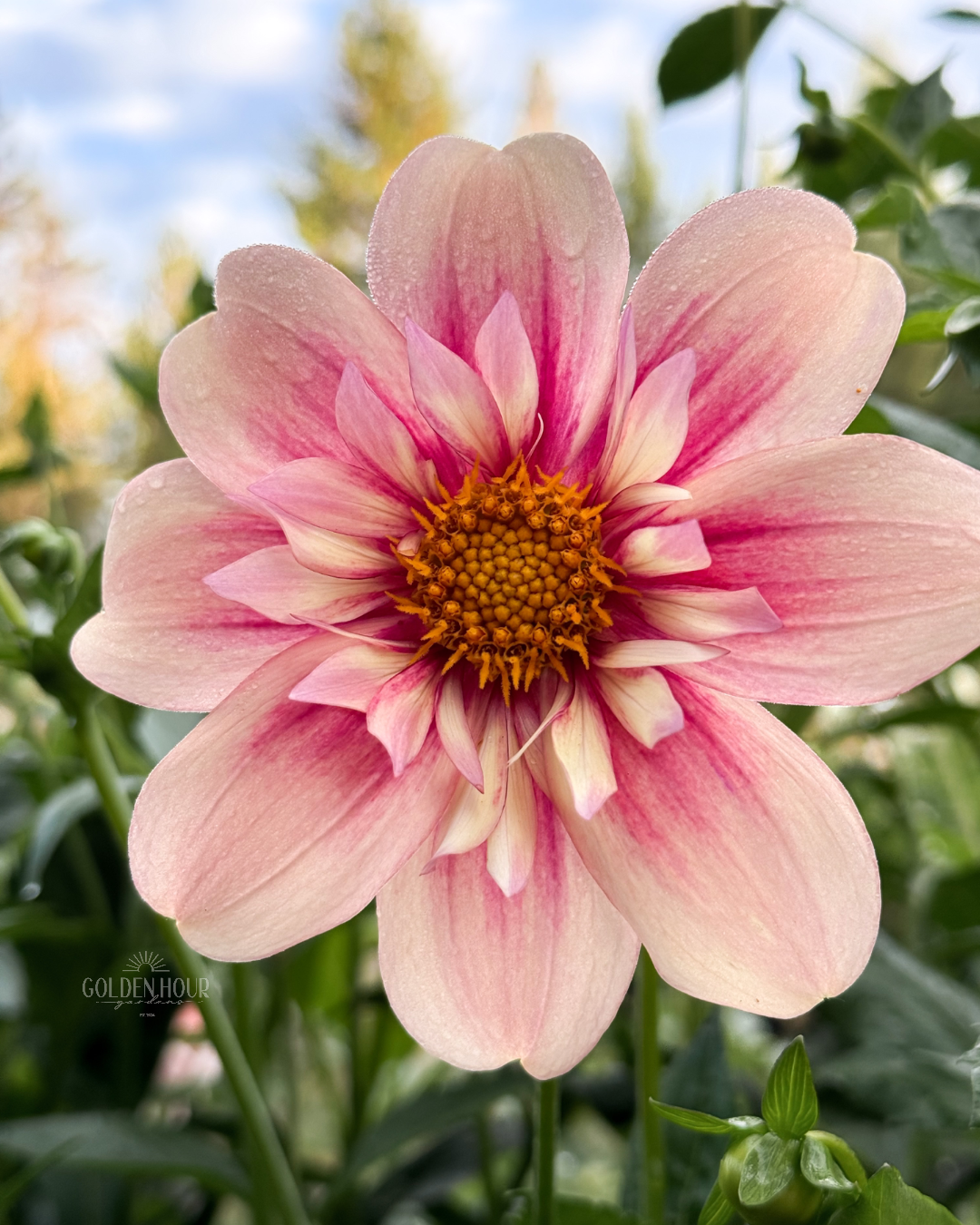 Rhubarb and Custard Dahlia Tuber, Rhubarb and Custard Dahlia Bulb, Rhubarb and Custard Dahlia Flower, Rhubarb and Custard Dahlia Sale
