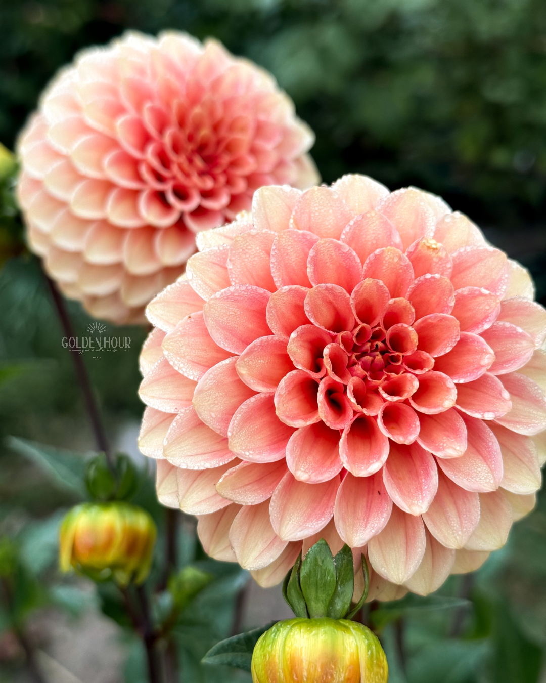 Rose Toscano Dahlia Tuber, Rose Toscano Dahlia Bulb, Rose Toscano Dahlia Flower, Rose Toscano Dahlia Sale, Rose Toscano Dahlia