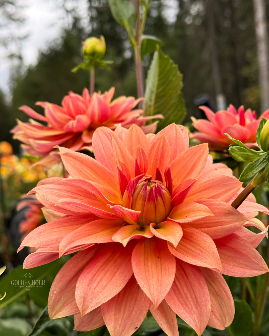 Salish October Wedding Dahlia Tuber, Salish October Wedding Dahlia Flower, Salish October Wedding Dahlia Bulb, Salish October Wedding Dahlia Sale, Salish October Wedding Dahlia