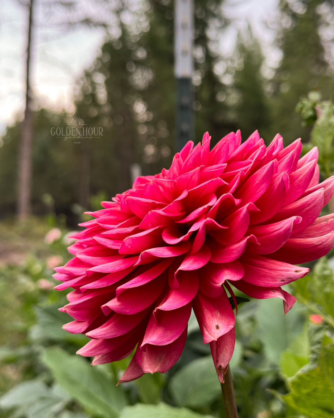 Salmon Runner Dahlia Tuber, Salmon Runner Dahlia Bulb, Salmon Runner Dahlia Flower, Salmon Runner Dahlia Bloom