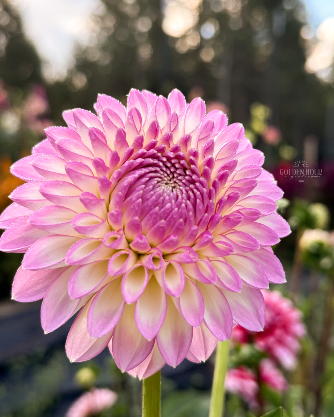 Sefton Silvertop Dahlia Tuber, Sefton Silvertop Dahlia Bulb, Sefton Silvertop Dahlia Flower, Sefton Silvertop Dahlia Sale, Sefton Silvertop Dahlia