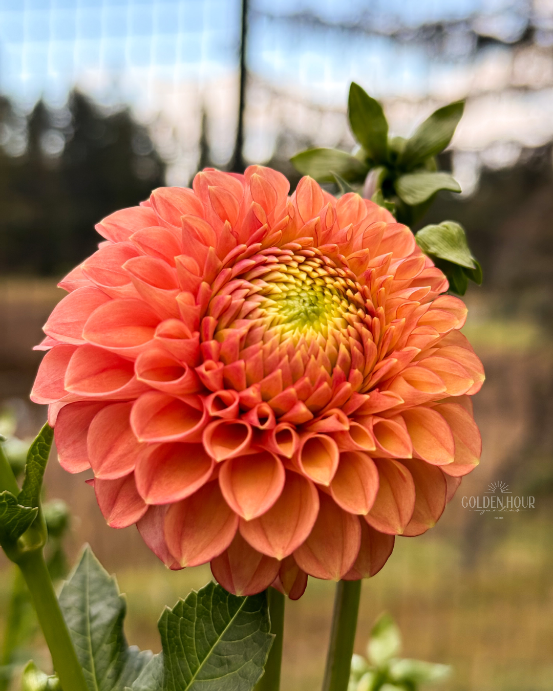 Snoho Doris Dahlia Tuber, Snoho Doris Dahlia Bulb, Snoho Doris Dahlia, Snoho Doris Dahlia Flower, Snoho Doris Dahlia Sale, Snoho Doris Dahlia