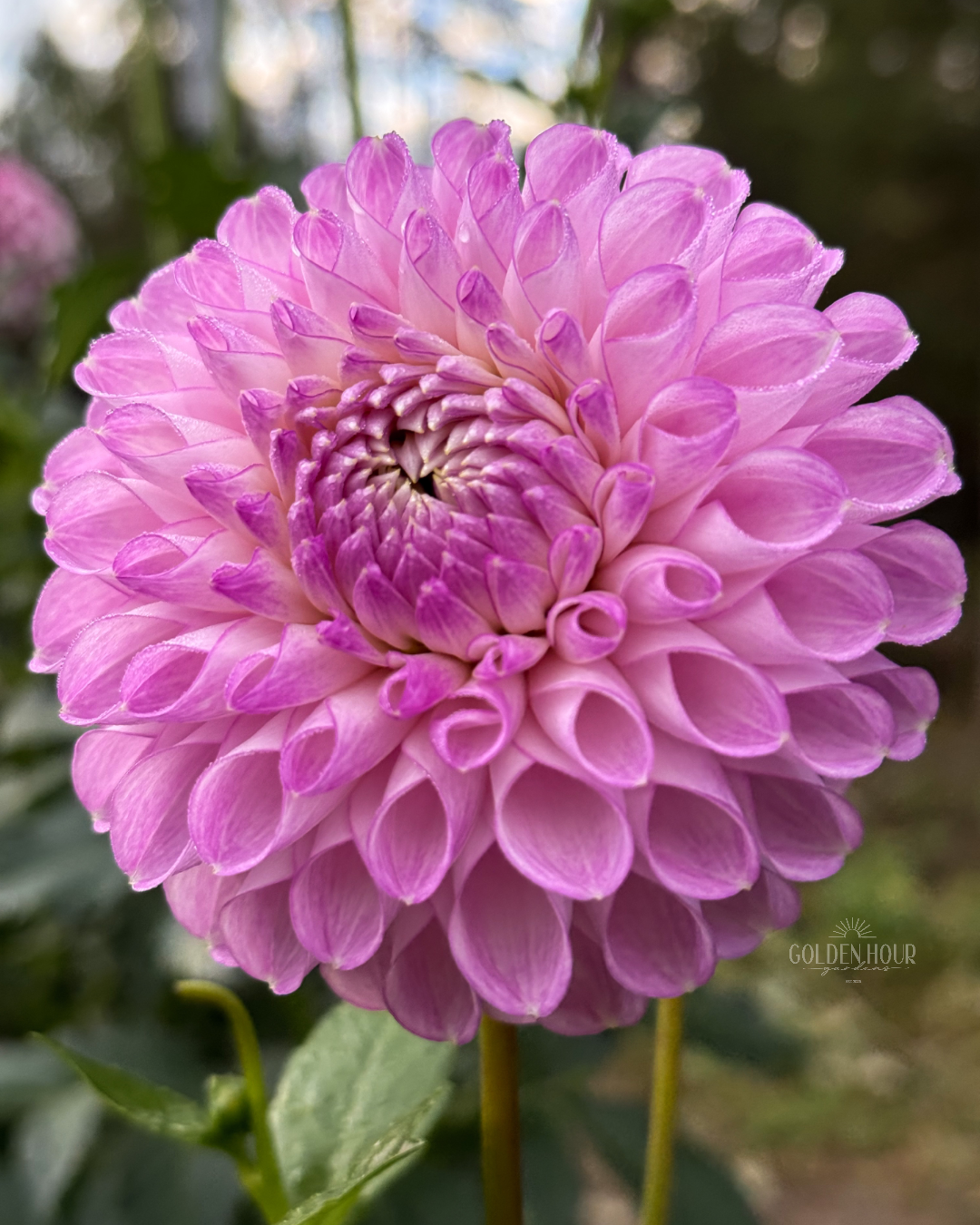 Snoho Sonia Dahlia Tuber, Snoho Sonia Dahlia Bulb, Snoho Sonia Dahlia Flower, Snoho Sonia Dahlia Bloom, Snoho Sonia Dahlia Sale