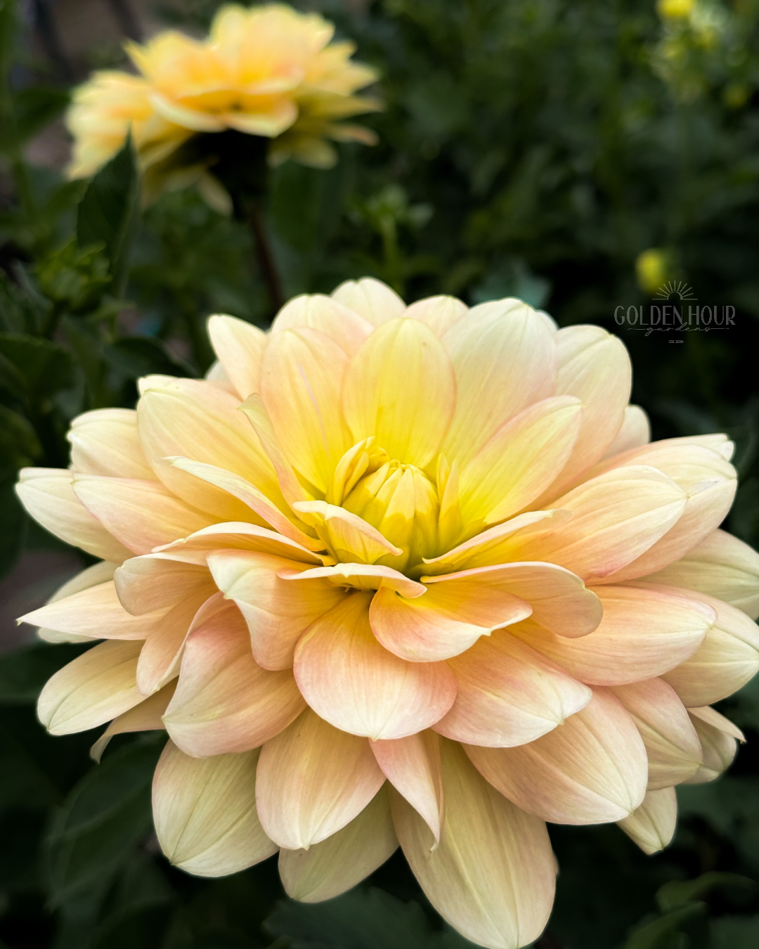 Day Dreamer Dahlia Bulb, Day Dreamer Dahlia Tuber, Day Dreamer Dahlia Flower, Day Dreamer Dahlia