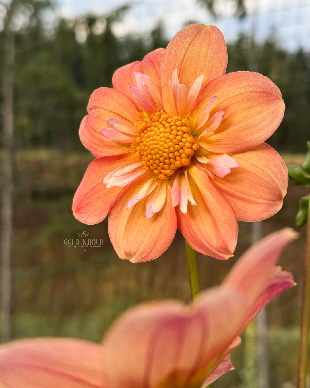 Destiny's Evah Dahlia Bulb, Destiny's Evah Dahlia Tuber, Destiny's Evah Dahlia Flower, Destiny's Evah Dahlia Sale, Destiny's Evah Dahlia