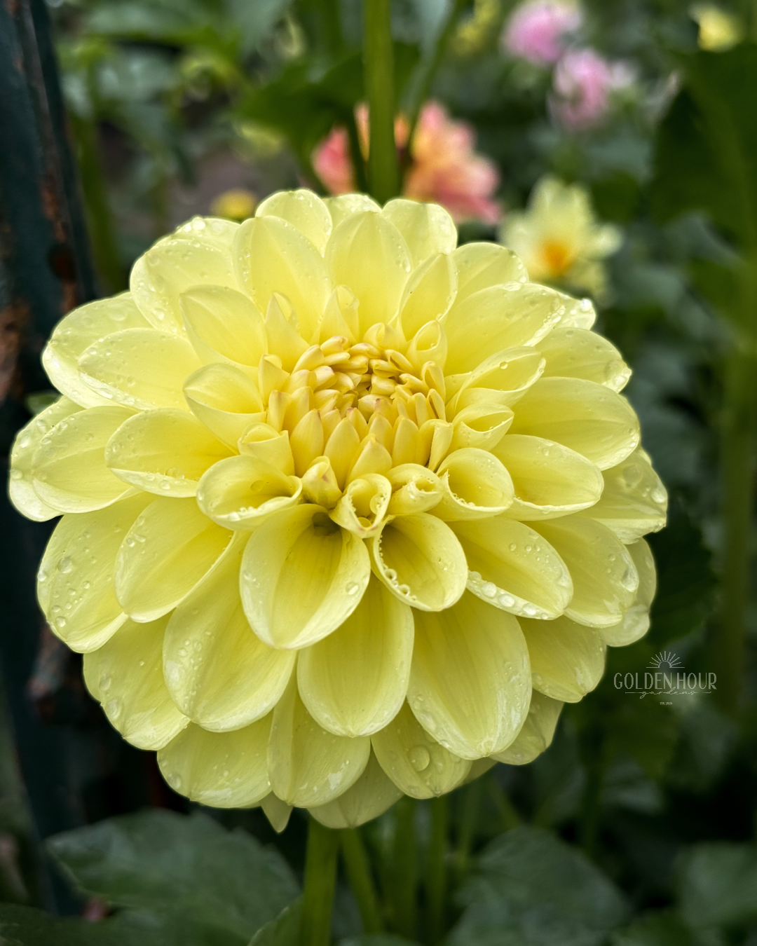 Ferncliff Bliss Dahlia Tuber, Ferncliff Bliss Dahlia Bulb, Ferncliff Bliss Dahlia Flower, Ferncliff Bliss Dahlia Sale, Ferncliff Bliss Dahlia