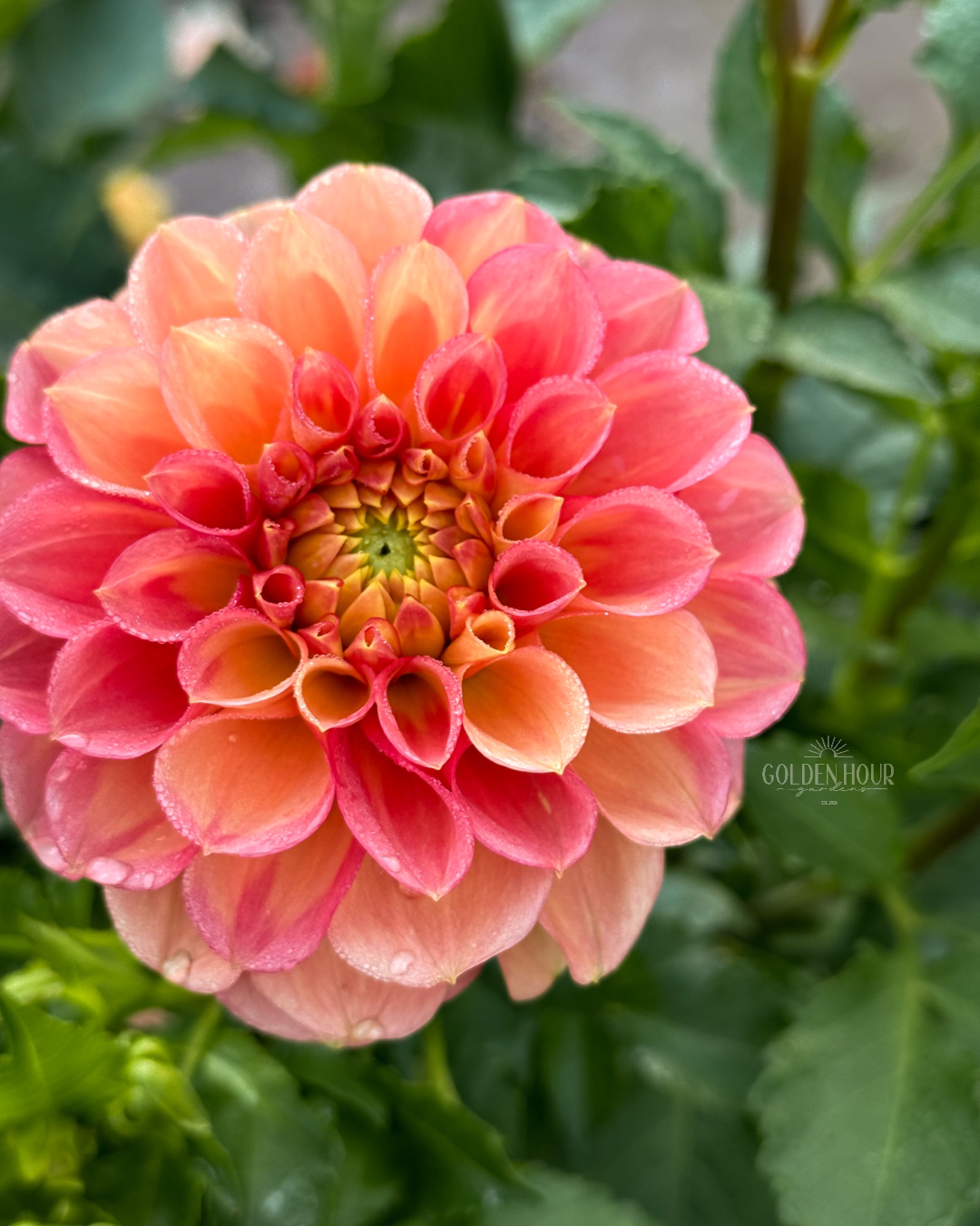 Ferncliff Honeycomb Dahlia Tuber, Ferncliff Honeycomb Dahlia Bulb, Ferncliff Honeycomb Dahlia Flower, Ferncliff Honeycomb Dahlia Sale, Ferncliff Honeycomb Dahlia