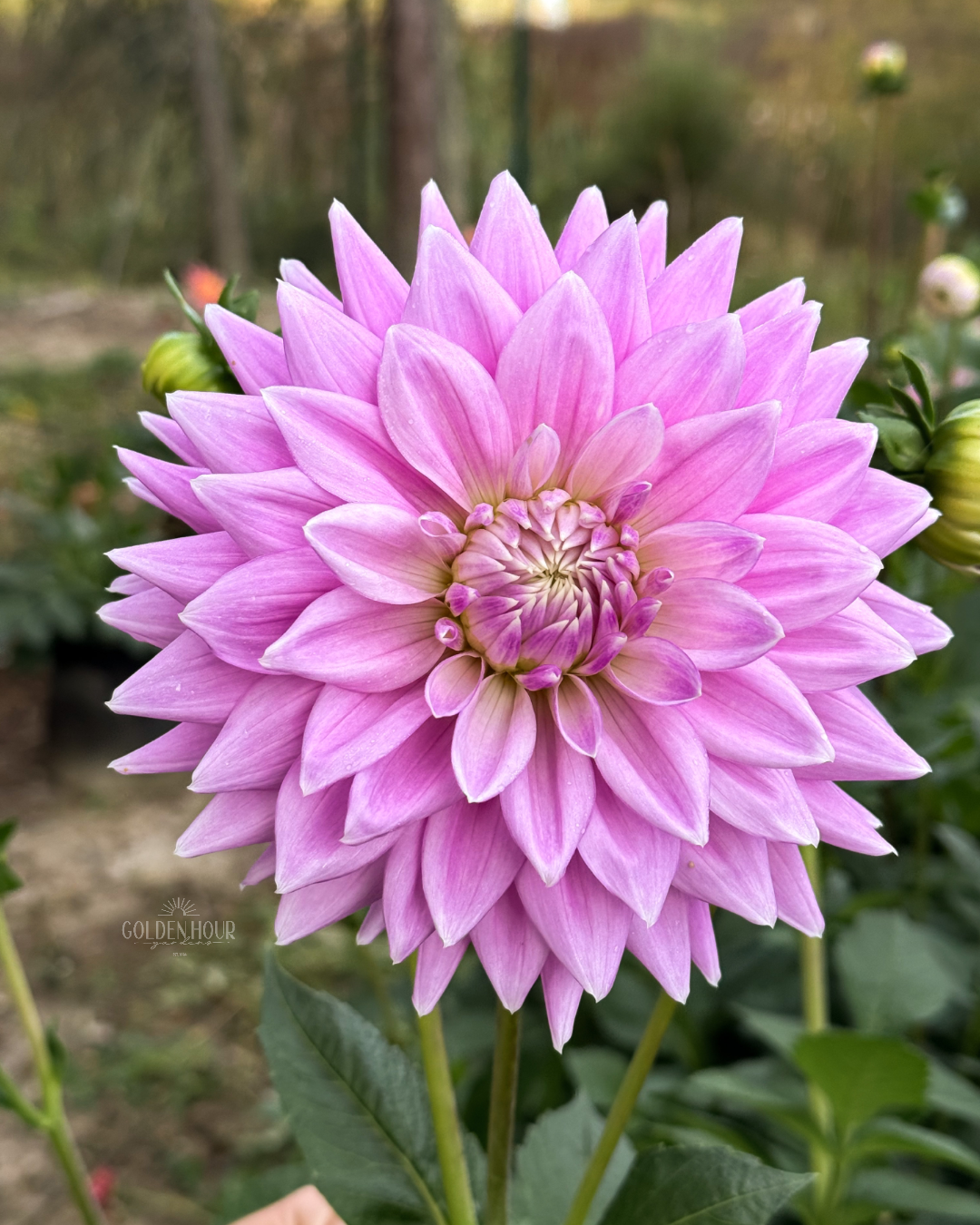 Ferncliff Inspiration Dahlia Tuber, Ferncliff Inspiration Dahlia Flower, Ferncliff Inspiration Dahlia Bulb, Ferncliff Inspiration Dahlia Sale, Ferncliff Inspiration Dahlia