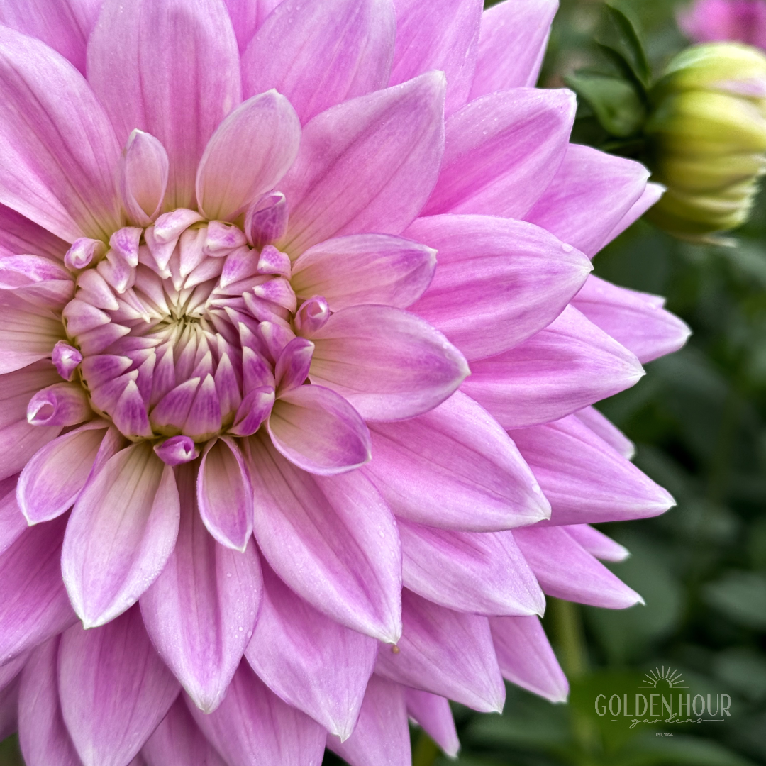 Ferncliff Inspiration Dahlia Tuber, Ferncliff Inspiration Dahlia Flower, Ferncliff Inspiration Dahlia Bulb, Ferncliff Inspiration Dahlia Sale, Ferncliff Inspiration Dahlia