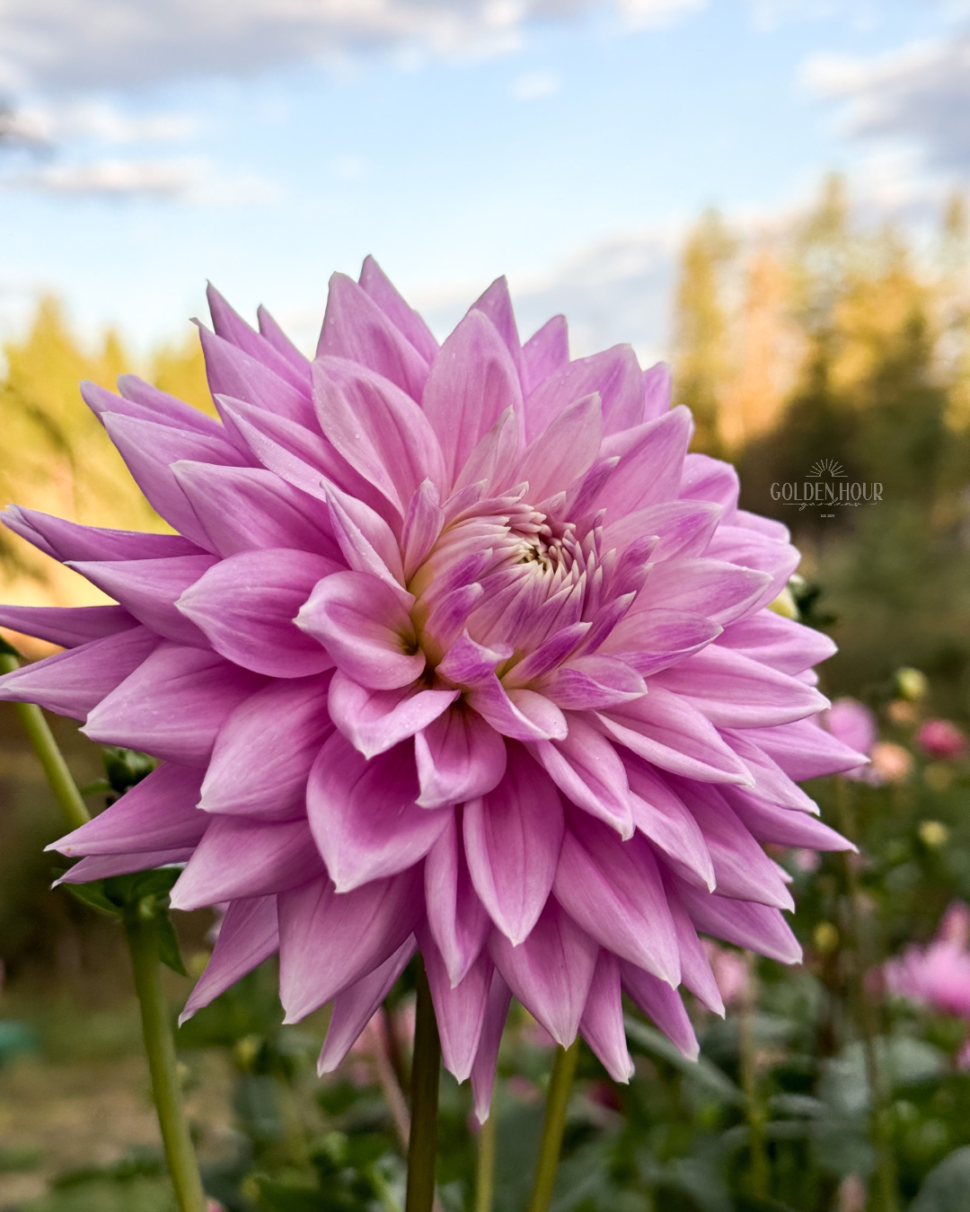 Ferncliff Inspiration Dahlia Tuber, Ferncliff Inspiration Dahlia Flower, Ferncliff Inspiration Dahlia Bulb, Ferncliff Inspiration Dahlia Sale, Ferncliff Inspiration Dahlia