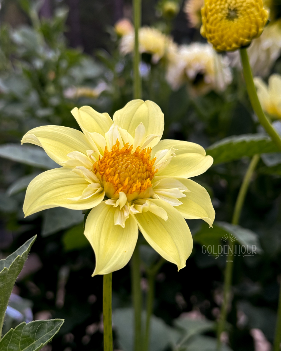 Ferncliff Lemon Kiss Dahlia Tuber, Ferncliff Lemon Kiss Dahlia Bulb, Ferncliff Lemon Kiss Dahlia Flower, Ferncliff Lemon Kiss Dahlia Bloom