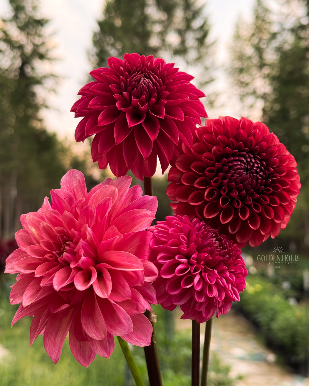 Ferncliff Rusty Dahlia Tuber, Ferncliff Rusty Dahlia Flower, Ferncliff Rusty Dahlia Bulb, Ferncliff Rusty Dahlia Sale, Ferncliff Rusty Dahlia