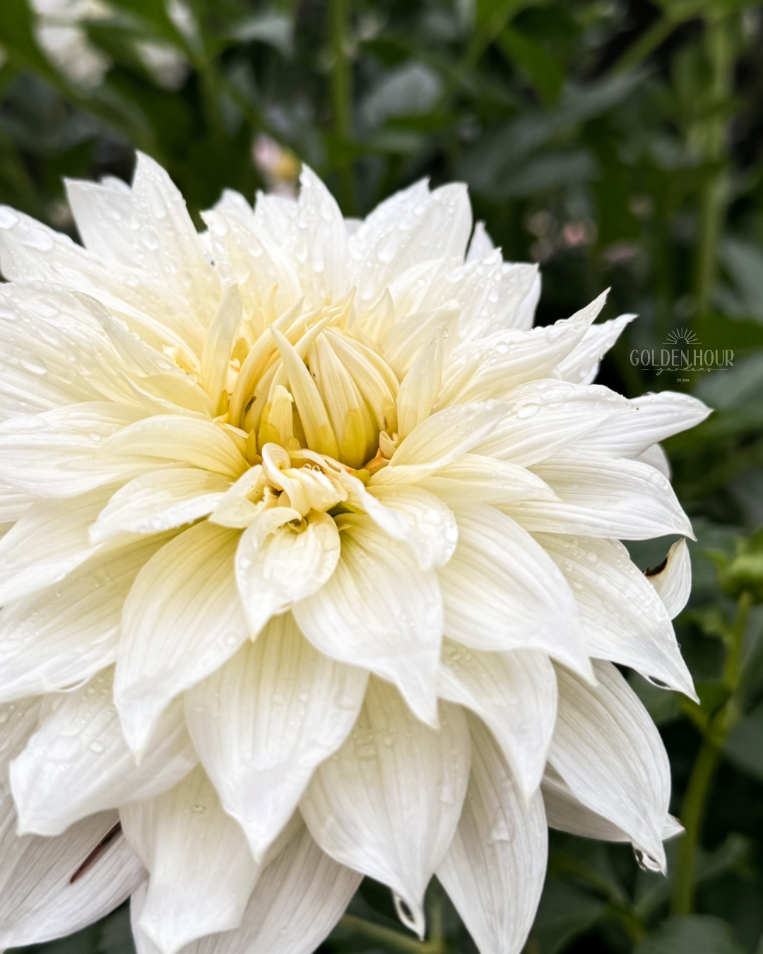 Frozen Dahlia Tuber, Frozen Dahlia Bulb, Frozen Dahlia Flower, Frozen Dahlia for Sale, Frozen Dahlia