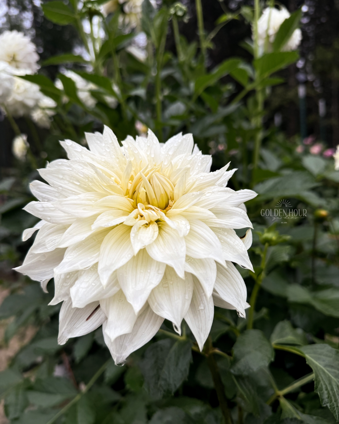 Frozen Dahlia Tuber, Frozen Dahlia Bulb, Frozen Dahlia Flower, Frozen Dahlia for Sale, Frozen Dahlia