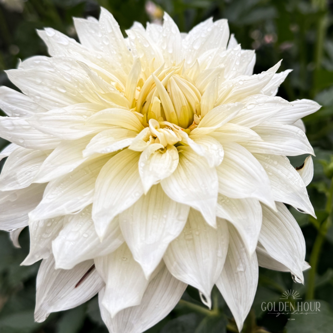 Frozen Dahlia Tuber, Frozen Dahlia Bulb, Frozen Dahlia Flower, Frozen Dahlia for Sale, Frozen Dahlia