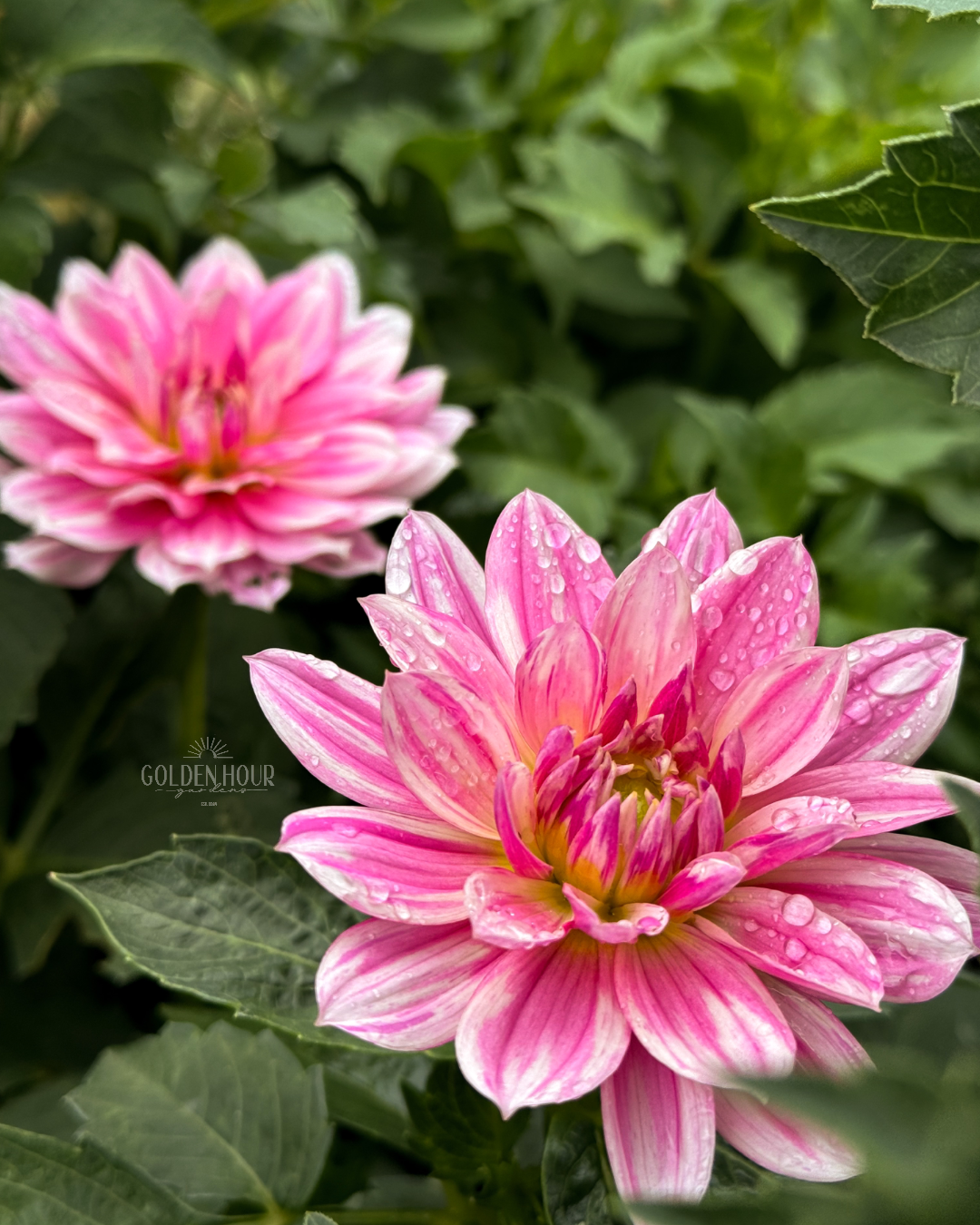 Gerrie Hoek Dahlia Tuber, Gerrie Hoek Dahlia Flower, Gerrie Hoek Dahlia Bulb, Gerrie Hoek Dahlia Sale, Gerrie Hoek Dahlia