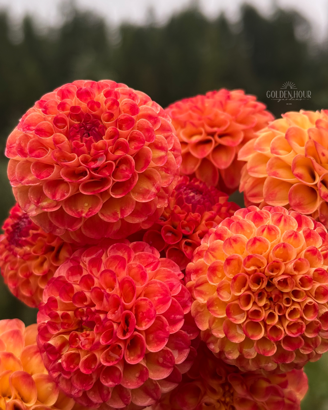 Ginger Willo Dahlia Tuber, Ginger Willo Dahlia Bulb, Ginger Willo Dahlia Flower, Ginger Willo Dahlia Bloom
