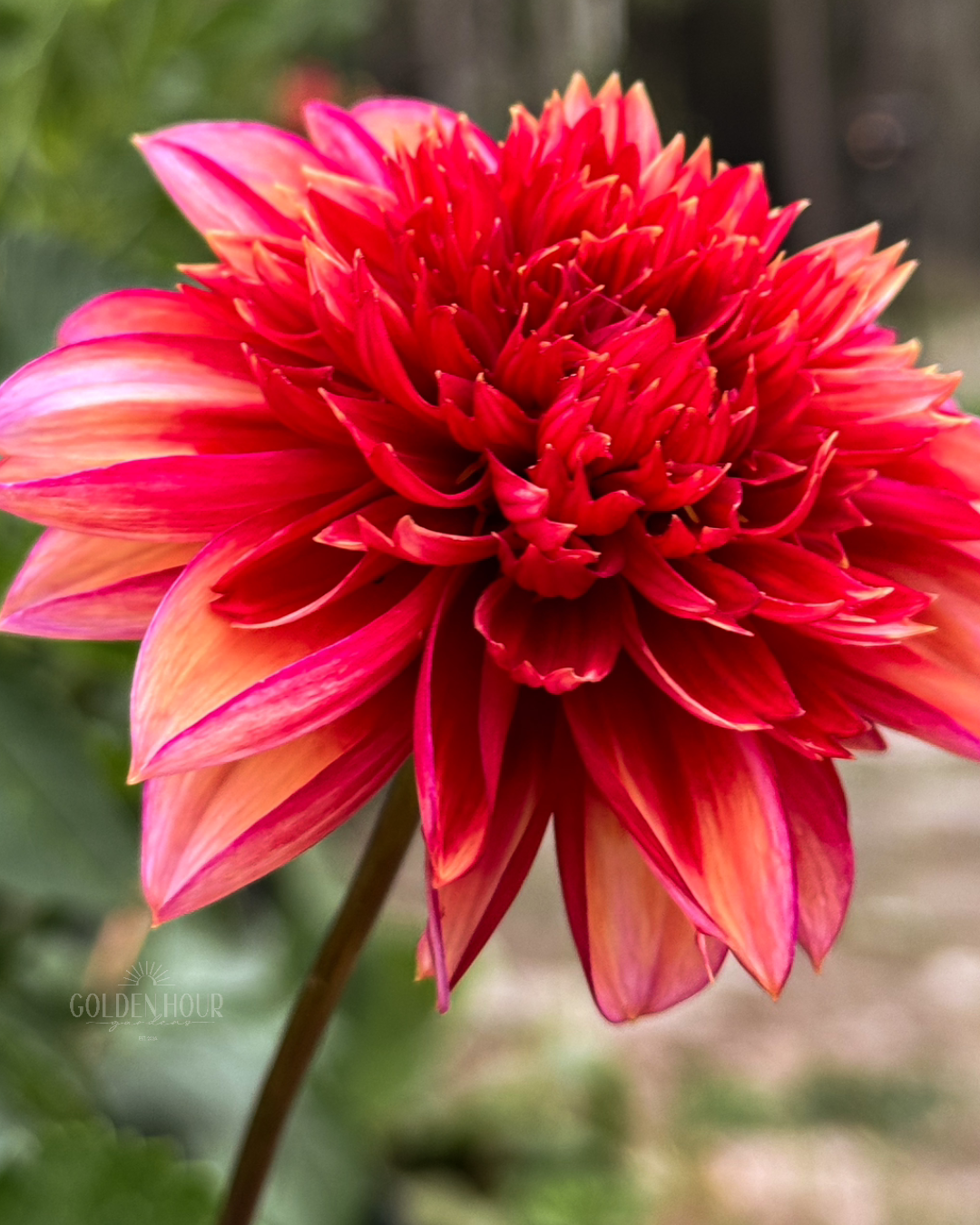 Gitty Up Dahlia Tuber, Gitty Up Dahlia Bulb, Gitty Up Dahlia Flower, Gitty Up Dahlia Bloom