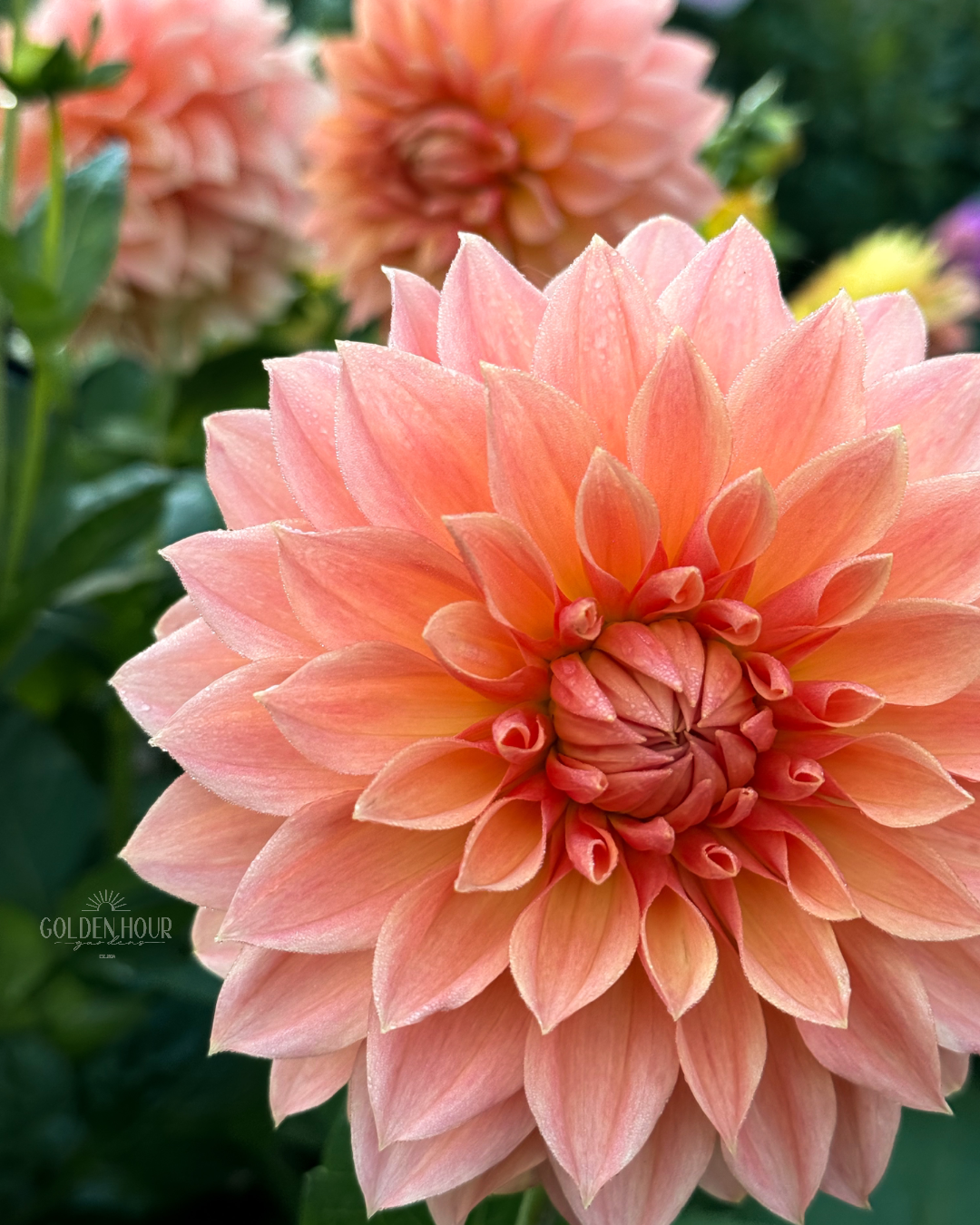 Hamilton Lillian Dahlia Tuber, Hamilton Lillian Dahlia Flower, Hamilton Lillian Dahlia Bulb, Hamilton Lillian Dahlia for Sale, Hamilton Lillian Dahlia Bloom