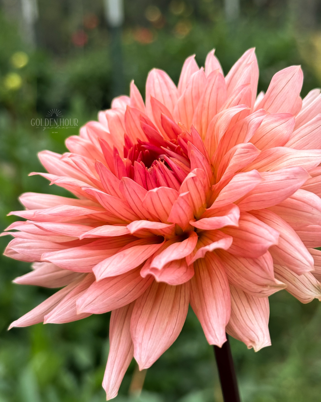 Henriette Dahlia Tuber, Henriette Dahlia Bulb, Henriette Dahlia Flower, Henriette Dahlia