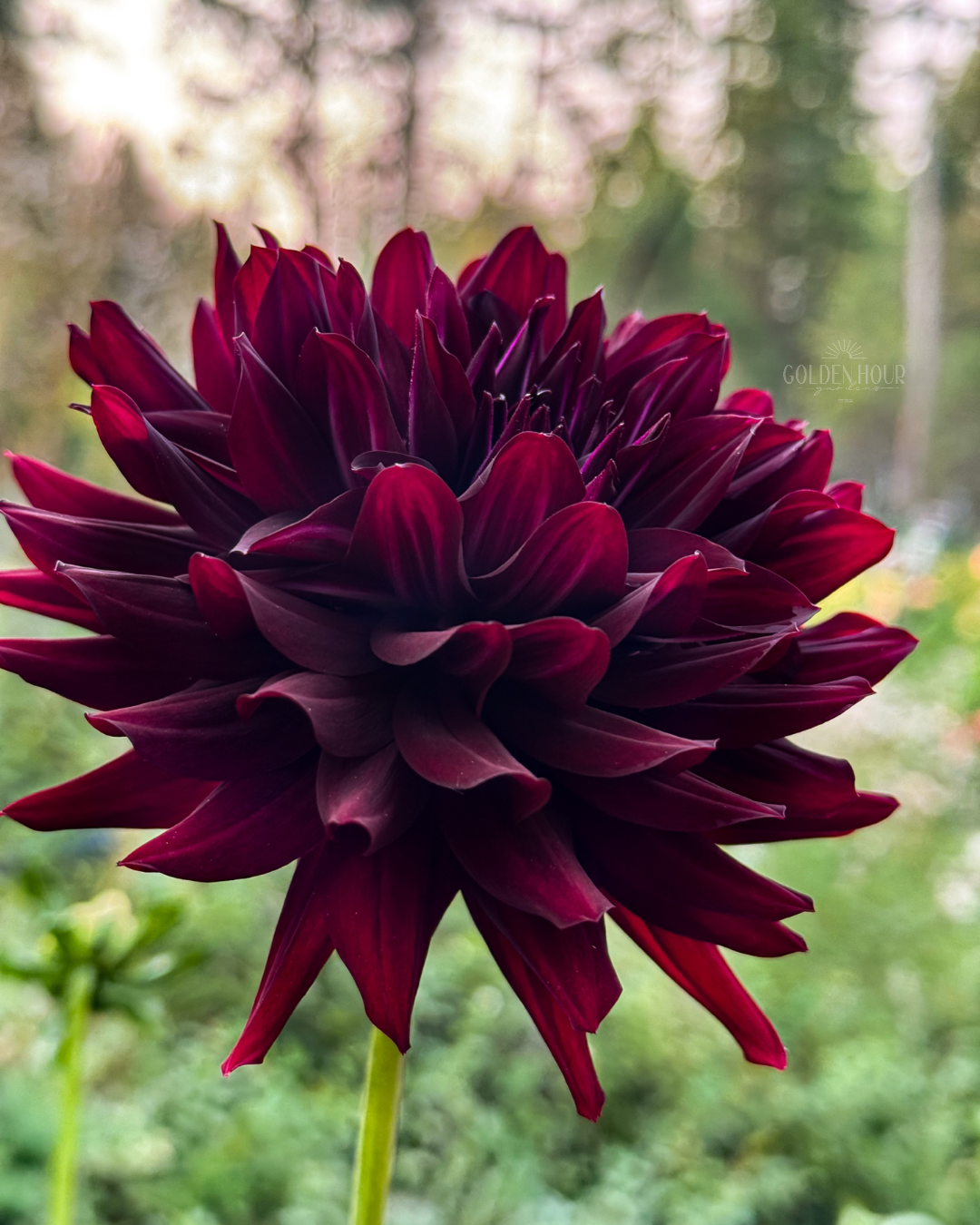 Hollyhill Black Beauty Dahlia Tuber, Hollyhill Black Beauty Dahlia Bulb, Hollyhill Black Beauty Dahlia Flower, Hollyhill Black Beauty Dahlia Sale