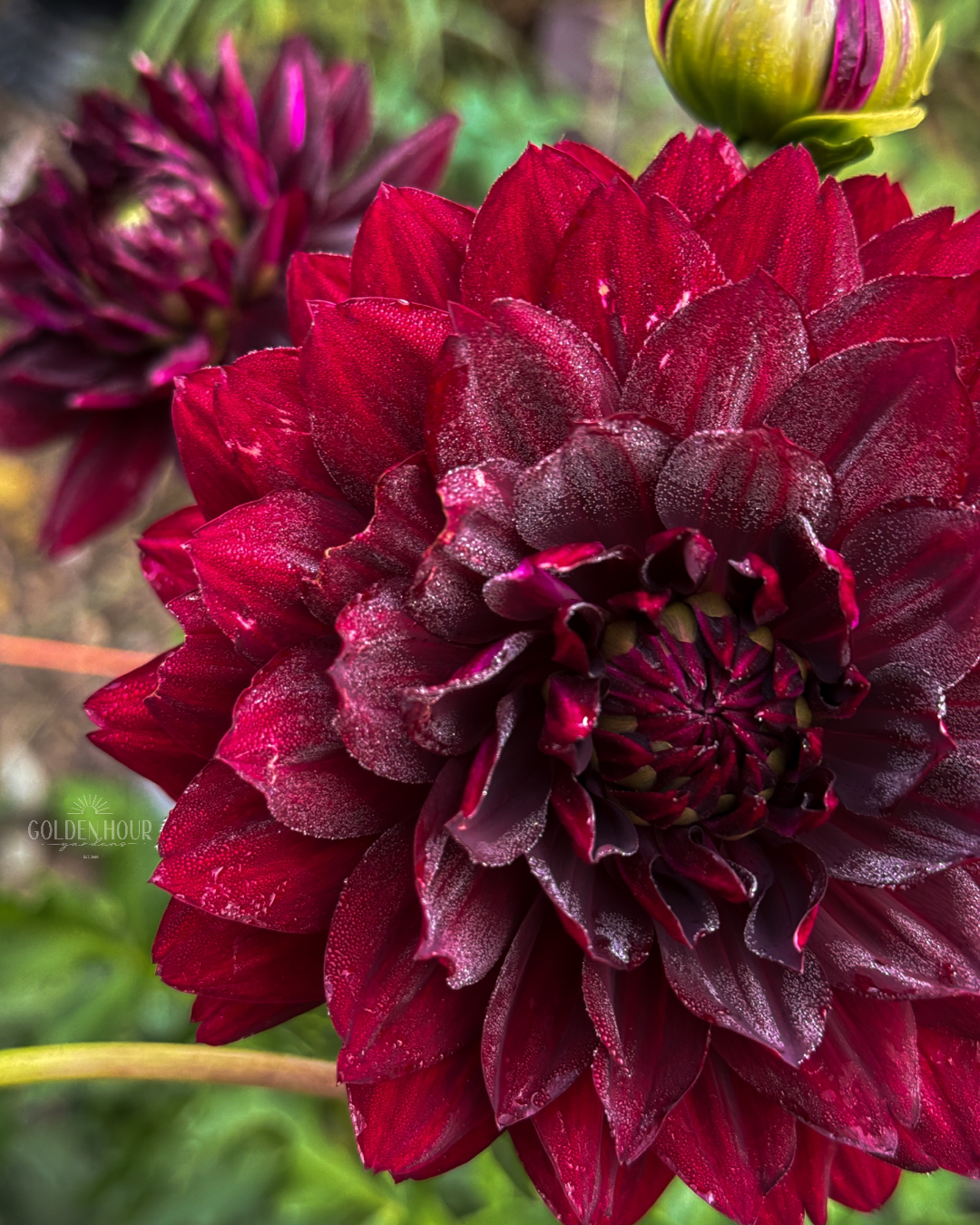 Hollyhill Black Widow Dahlia Tuber, Hollyhill Black Widow Dahlia Bulb, Hollyhill Black Widow Dahlia Flower, Hollyhill Black Widow Dahlia Sale, Hollyhill Black Widow Dahlia