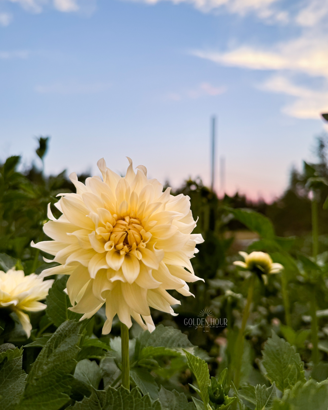 Hollyhill Buttermilk Dahlia Tuber, Hollyhill Buttermilk Dahlia Bulb, Hollyhill Buttermilk Dahlia Flower, Hollyhill Buttermilk Dahlia Sale, Hollyhill Buttermilk Dahlia