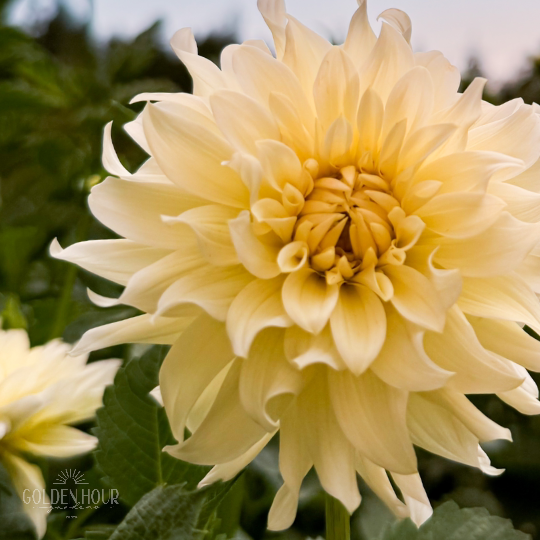 Hollyhill Buttermilk Dahlia Tuber, Hollyhill Buttermilk Dahlia Bulb, Hollyhill Buttermilk Dahlia Flower, Hollyhill Buttermilk Dahlia Sale, Hollyhill Buttermilk Dahlia